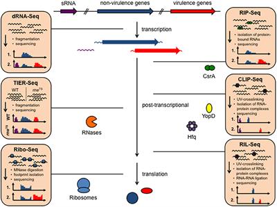 Discovering RNA-Based Regulatory Systems for Yersinia Virulence